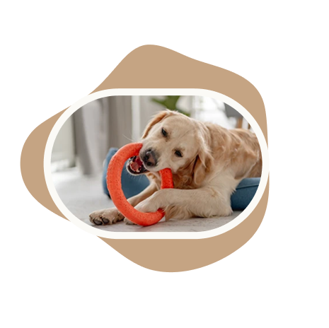 Chien qui joue avec un jouet orange